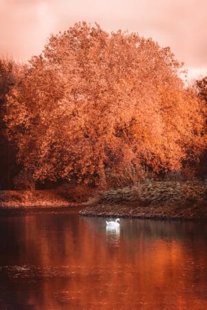 Avondzon in de herfst