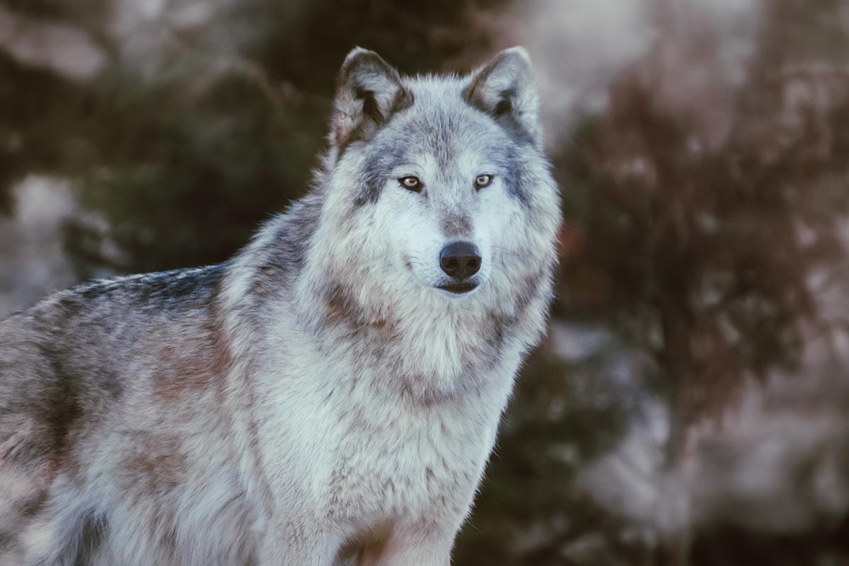 Grijze wolf - Micdrob Visuals