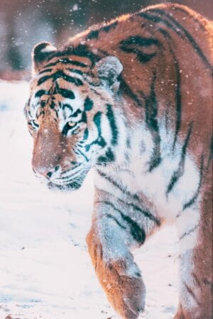 Siberische tijger