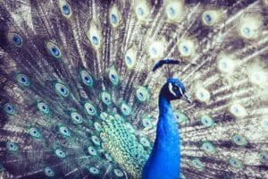 Pauw in volle glorie